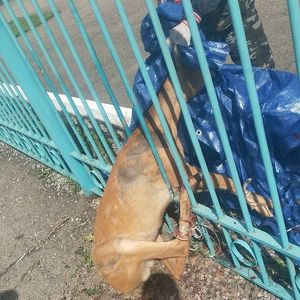 Косуля застряла в заборе в Кутулике и была успешно освобождена
