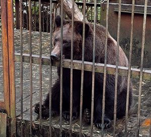 Медведице из музея «Ангарская деревня» подарили 33 кг меда