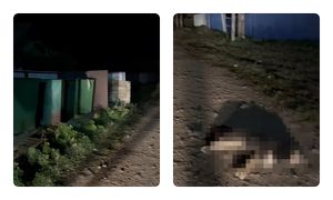 Медведь в Ольхонском районе задрал двух собак