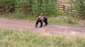 Медведи все чаще выходят к людям в Иркутской области