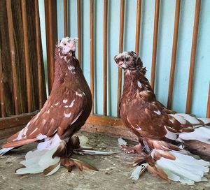 Более 100 пород голубей представят в Иркутске 18 октября