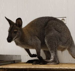 В Иркутском зоосаде поселился австралийский кенгуру