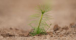 Лесовосстановление в Приангарье выполнили на 99,5% от плана на 2025 год