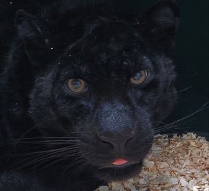 Иркутский зоопарк забрал к себе «проблемную» пантеру