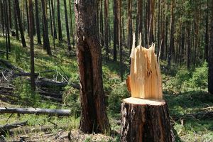 Более чем на 70% сократились незаконные рубки леса и ущерб от них в Приангарье