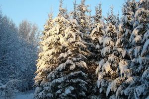 Рубить ели в Приангарье запрещено: ведется патрулирование лесных участков