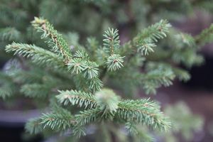 Елочные базары работают во всех округах Иркутска