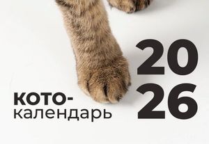 Иркутский приют для кошек «Томасина» принимает заказы на котокалендари