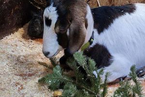 Сибирский зоопарк принимает новогодние елки на корм животным