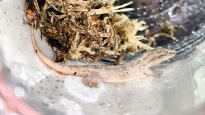 Иркутский зоопарк случайно обзавелся крошечным гекконом