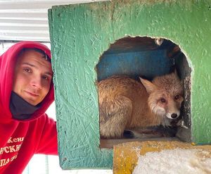 Лису отловили в Иркутске и привезли в «Сибирский зоопарк»