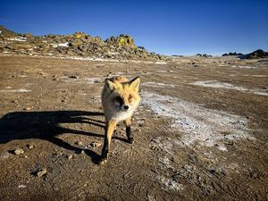 Туристов просят не подкармливать лис на Ольхоне
