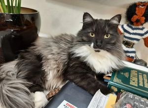 Упавшую на 13 метров в вентиляцию кошку Пушу спасли в Иркутске