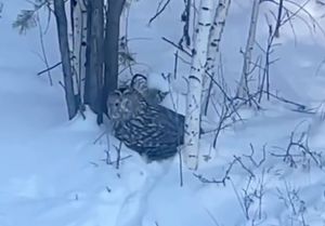 Сидевшую на дороге раненую сову спасли в Приангарье