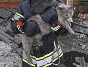 Двух котиков спасли из пожара в Иркутске