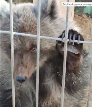 Еще одного медвежонка-сироту приютил Сибирский зоопарк в Иркутске