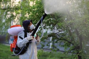 Обработку деревьев от горностаевой моли в Иркутске начнут после 30 апреля