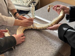 Беременную питониху Феню принесли на осмотр в ветклинику Братска