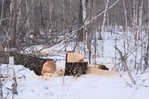 В Плишкинском лесу обнаружили незаконную вырубку: виновным грозит уголовное дело