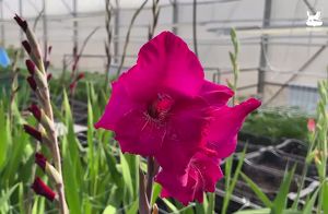 Гладиолусы в человеческий рост выращивают в иркутском «Горзеленхозе»