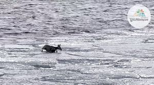 Беременную косулю спасли из ледяной воды на Байкале