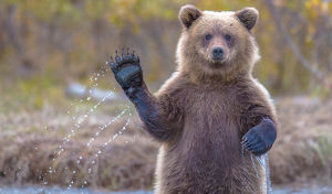 Первый медведь проснулся в Прибайкальском нацпарке