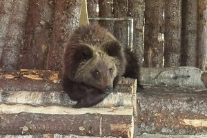 Искалеченный медвежонок с КБЖД уехал в Карельский зоопарк