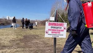 43 общественных пространства обработают в Иркутске от крыс и клещей