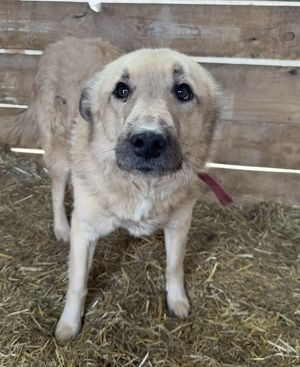 За выстрел в собаку ангарчанин ответит в суде