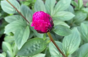 Пионы впервые выращивают в иркутском «Горзеленхозе»