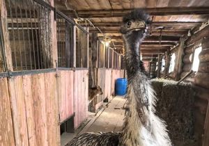 Нервному страусу помогли успокоиться ветеринары в Хомутово