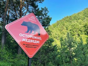 КБЖД закрыли для туристов из-за медведей