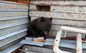 Крошечного медвежонка привезли в Иркутск из Усть-Кута на реабилитацию