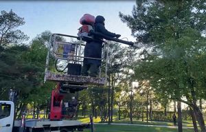 Более 50 тысяч деревьев и кустарников обработают в Иркутске от горностаевой моли