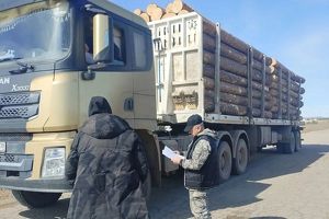 Количество и объем незаконных рубок снизились в Приангарье в этом году