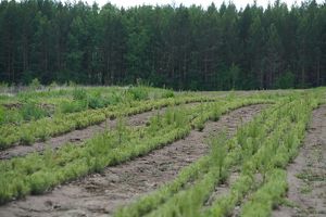 Более 2,6 млн деревьев посадили в Иркутской области по акции «Сад памяти»