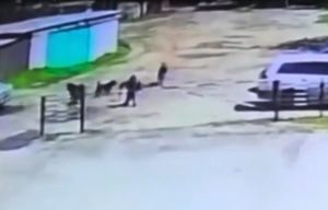 Полицейский в Черемхово спас ребенка от стаи собак