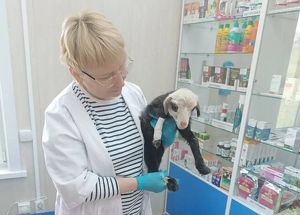 Затоптанного овцами ягненка спасли братские ветеринары
