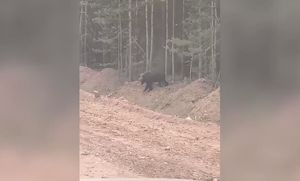 Медведь вышел к людям в Новой Игирме