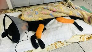 Иркутские ветеринары вытащили с того света сбитого машиной щенка