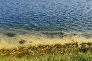Вода на Байкале окрасилась в желто-зеленый цвет