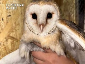 Замученных совушек спасли от уличных фотографов в Иркутске