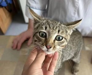 Котенок в Киренске отравился мухомором: ветеринары спасли