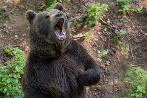 Медведи становятся все опаснее в Иркутской области