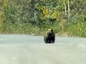 Режим повышенной готовности из-за медведей рекомендовано ввести в МО Приангарья