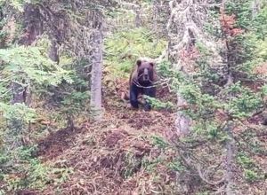Медведь убил пожилого грибника в Киренском районе