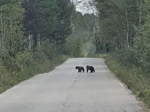 Ангарск одолевают дикие медведи