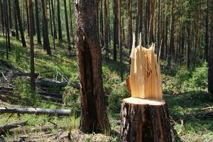 Дроны обнаружат незаконные рубки и свалки в лесах Приангарья