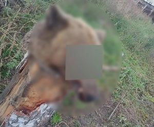Медвежью голову обнаружили посреди двора в Ангарске
