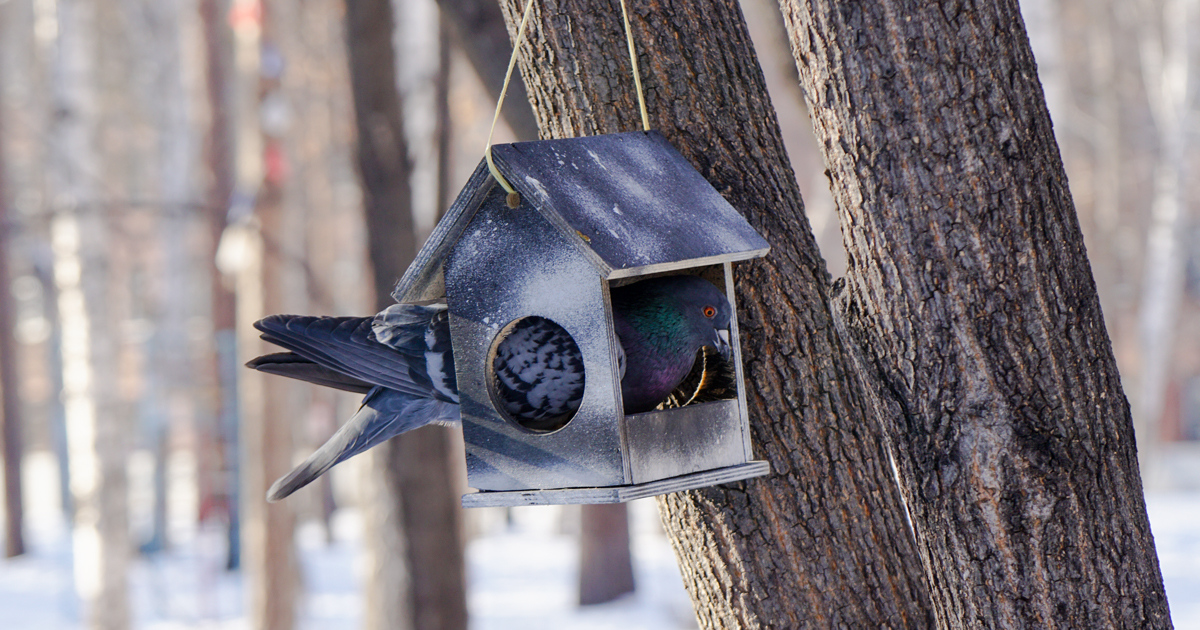 Орнитолог рассказал, как правильно подкармливать птиц зимой